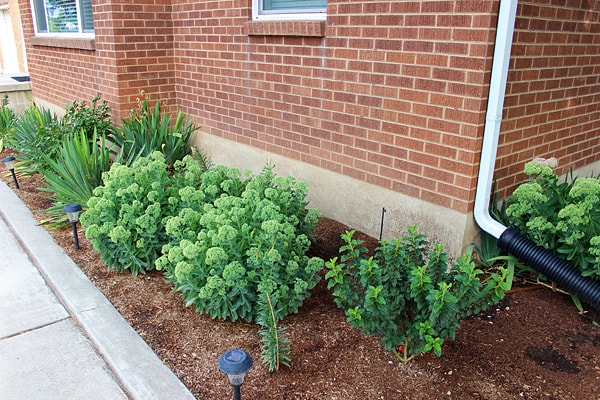 Front Yard Plants