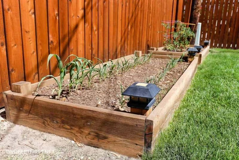 garden boxes with plants planted